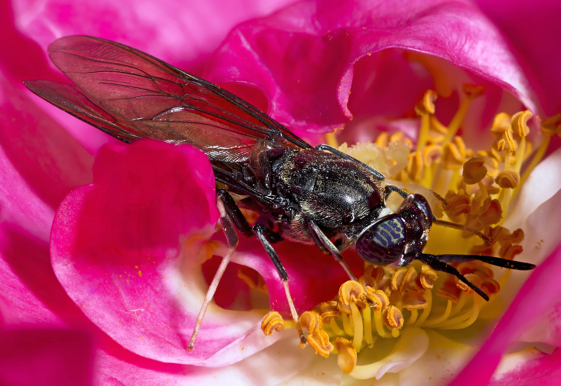 Insects (Black soldier fly)