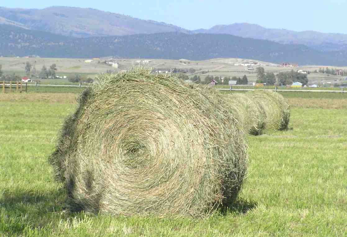 Meadow hay