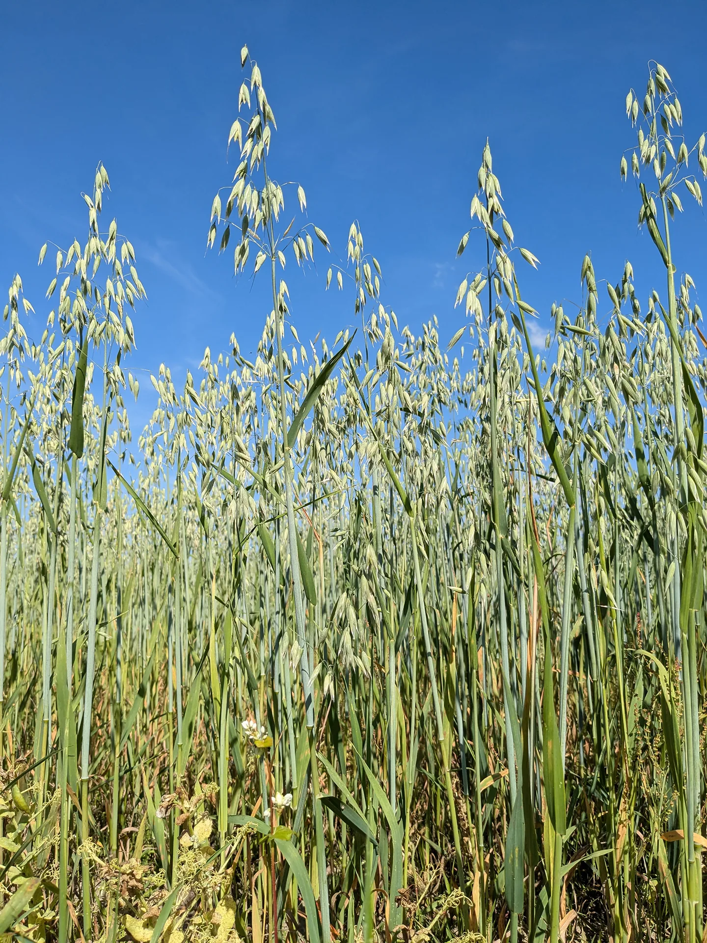 Oat