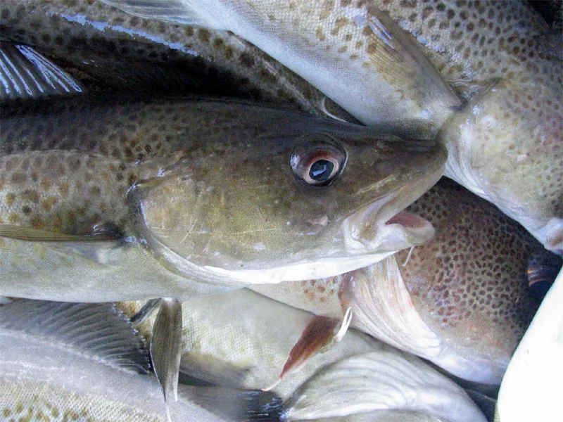 White fish